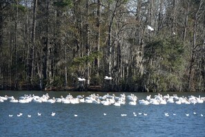 Un plan d’eau où l’on peut observer des pélicans et des aigrettes, entouré d’arbres.