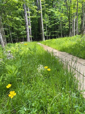 A forested area with a paved path.