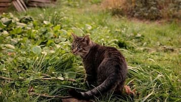 A cat sitting on grass with a pile of logs in the background.