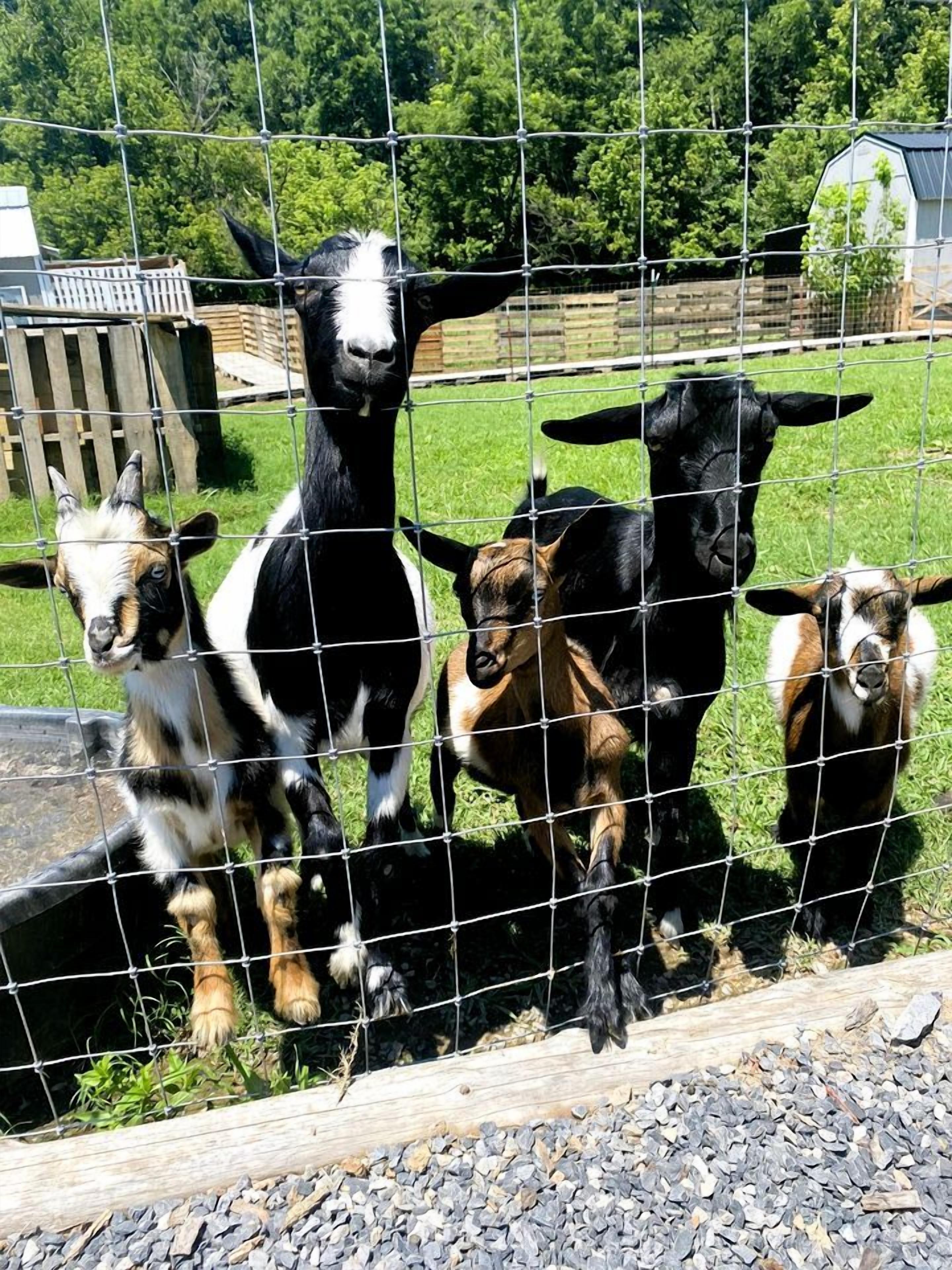 A group of goats behind a wire fence in a grassy outdoor area.