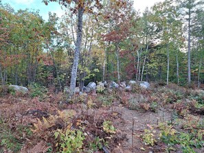 Une zone boisée avec des arbres, des rochers et un sous-bois dense.