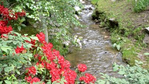 A stream flowing through a garden with red flowers and greenery. - Rustic Family-Friendly Log Cabin in the Smoky Mountains, North Carolina (Cherokee)