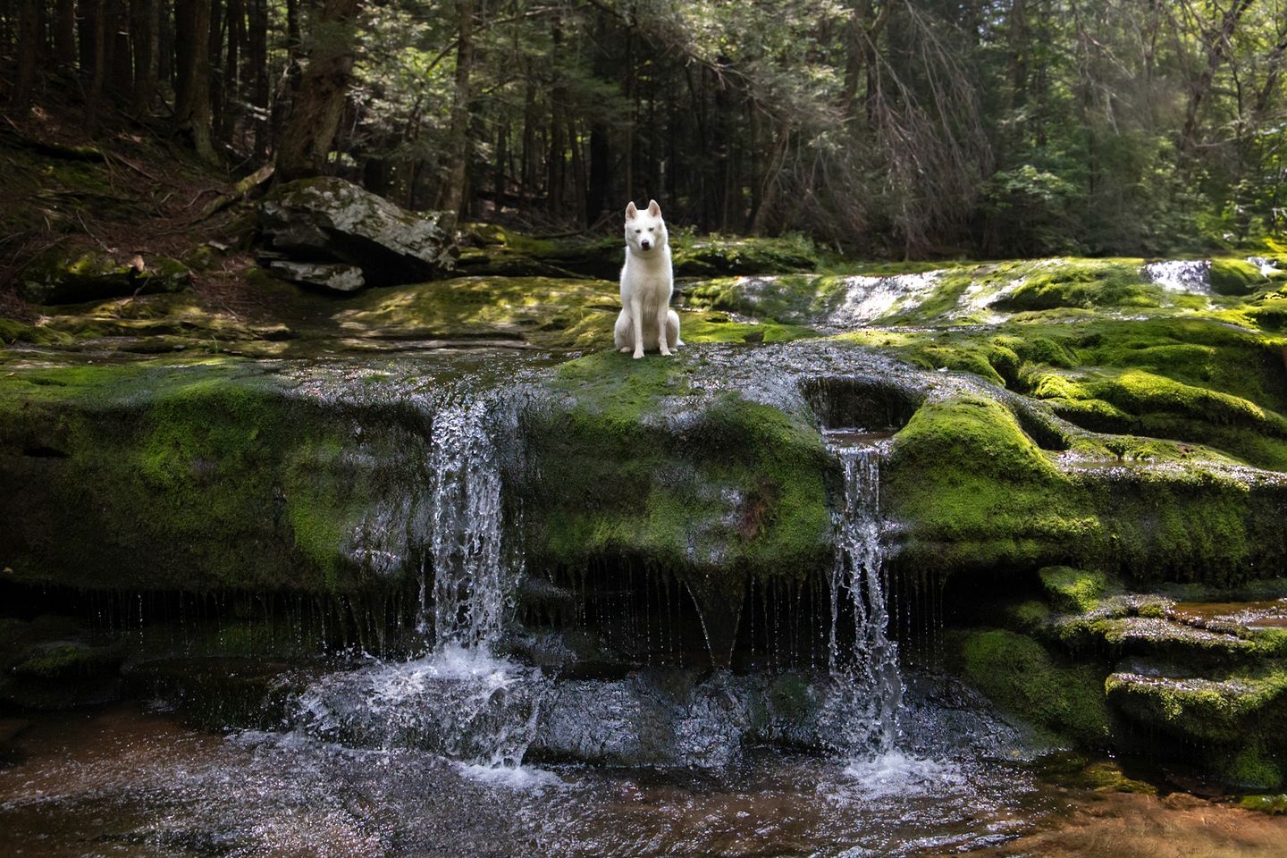 Un chien blanc, debout sur un rocher recouvert de mousse, avec une cascade en arrière-plan, dans une zone boisée.
