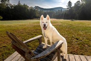 A white dog sitting on a wooden bench in a grassy field with trees and mountains in the background.