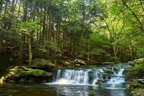 A forested area with a waterfall.