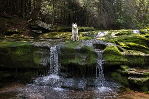 A white dog standing on a moss-covered rock with a waterfall in a forested area.