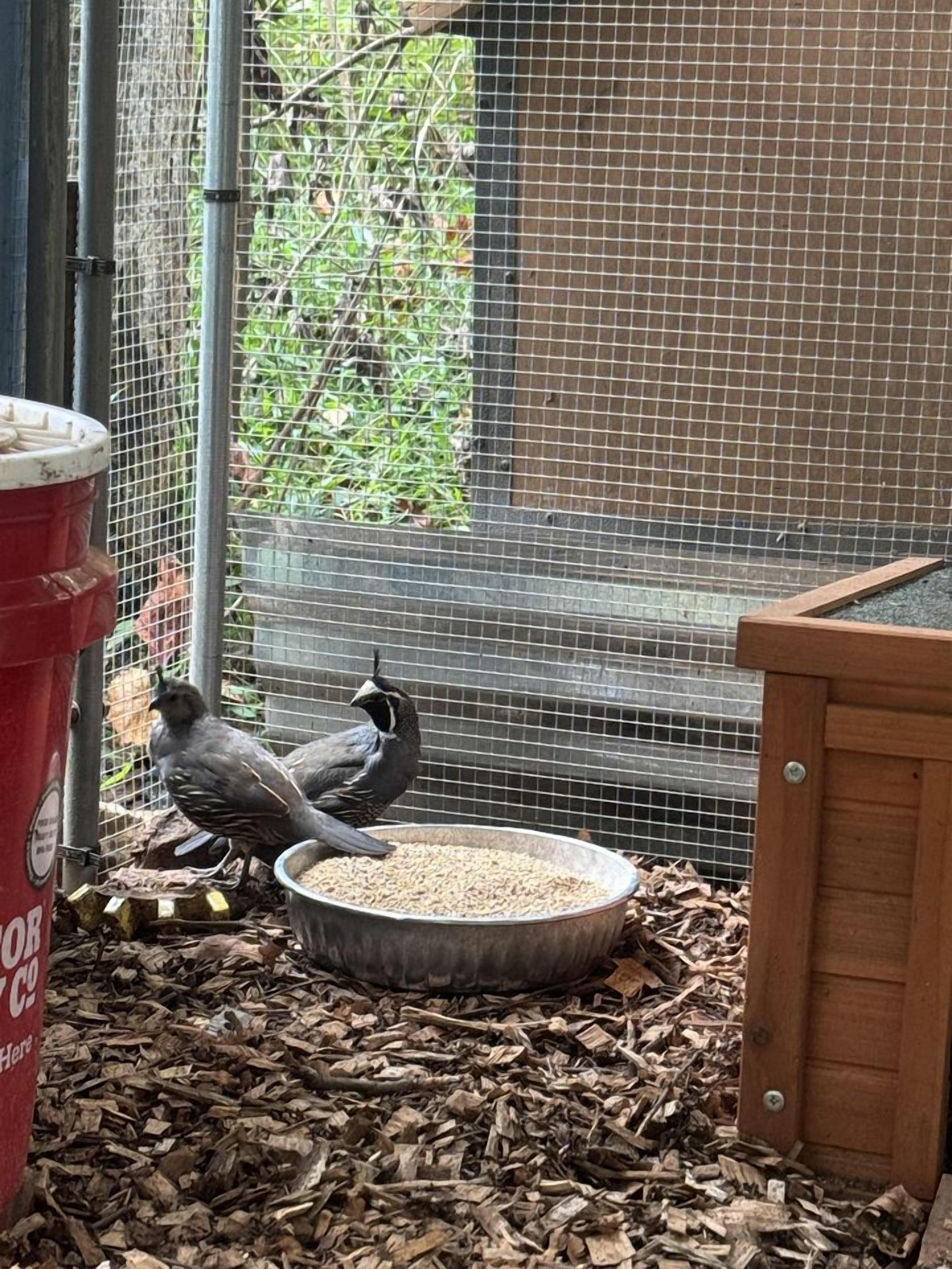 Een vogelkooi met twee vogels, een voerbak en een houten constructie.