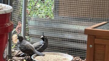 Een vogelkooi met twee vogels, een voerbak en een houten constructie.