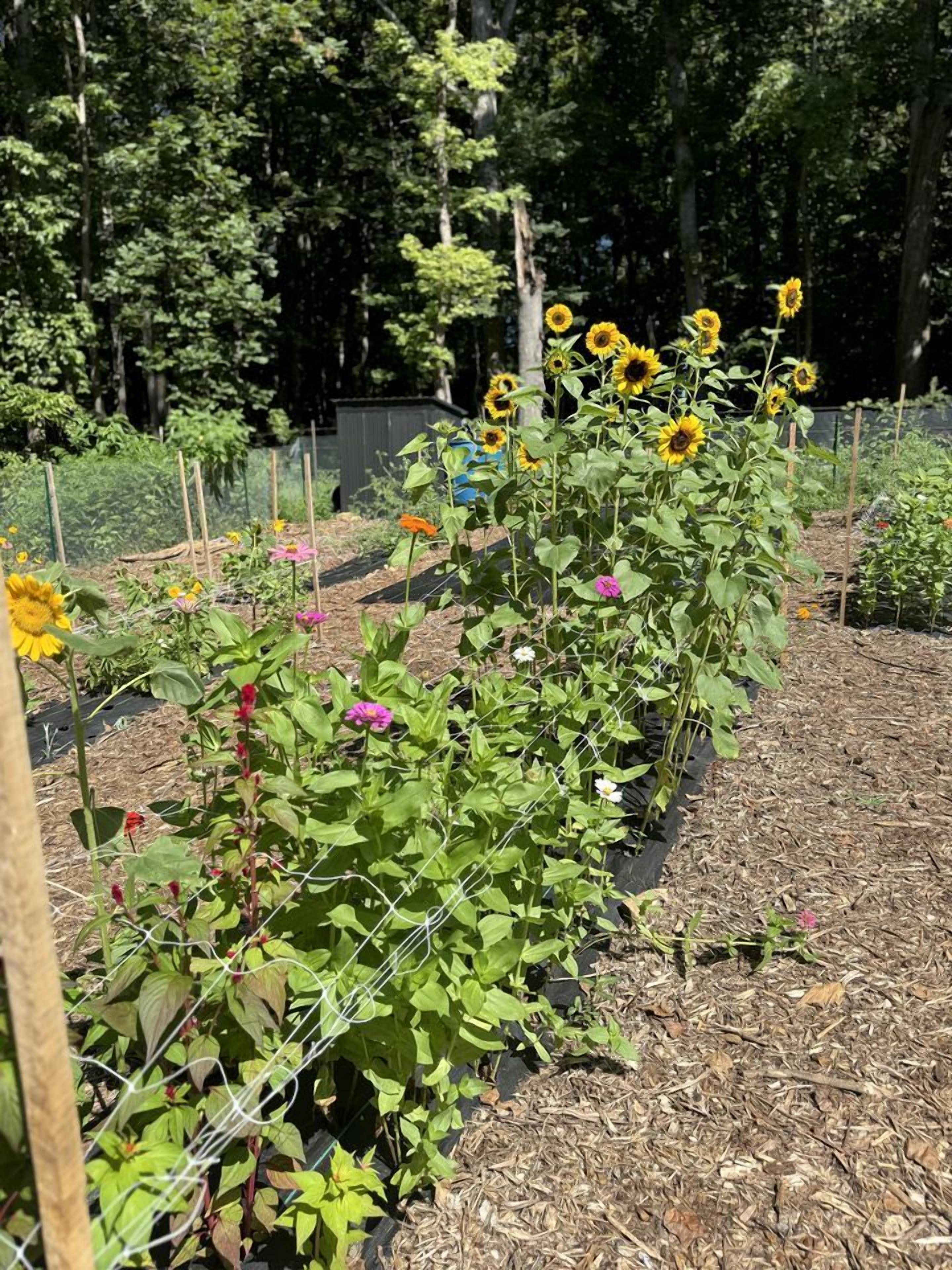 A garden with various plants and flowers, including sunflowers and pink blossoms, surrounded by a fence.