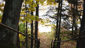 Eine hölzerne Treppe in einem Wald mit Bäumen und herabgefallenen Blättern.