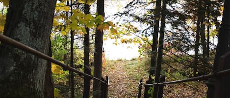 Una escalera de madera en un bosque con árboles y hojas caídas.