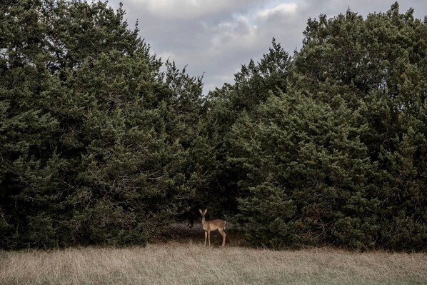منوع