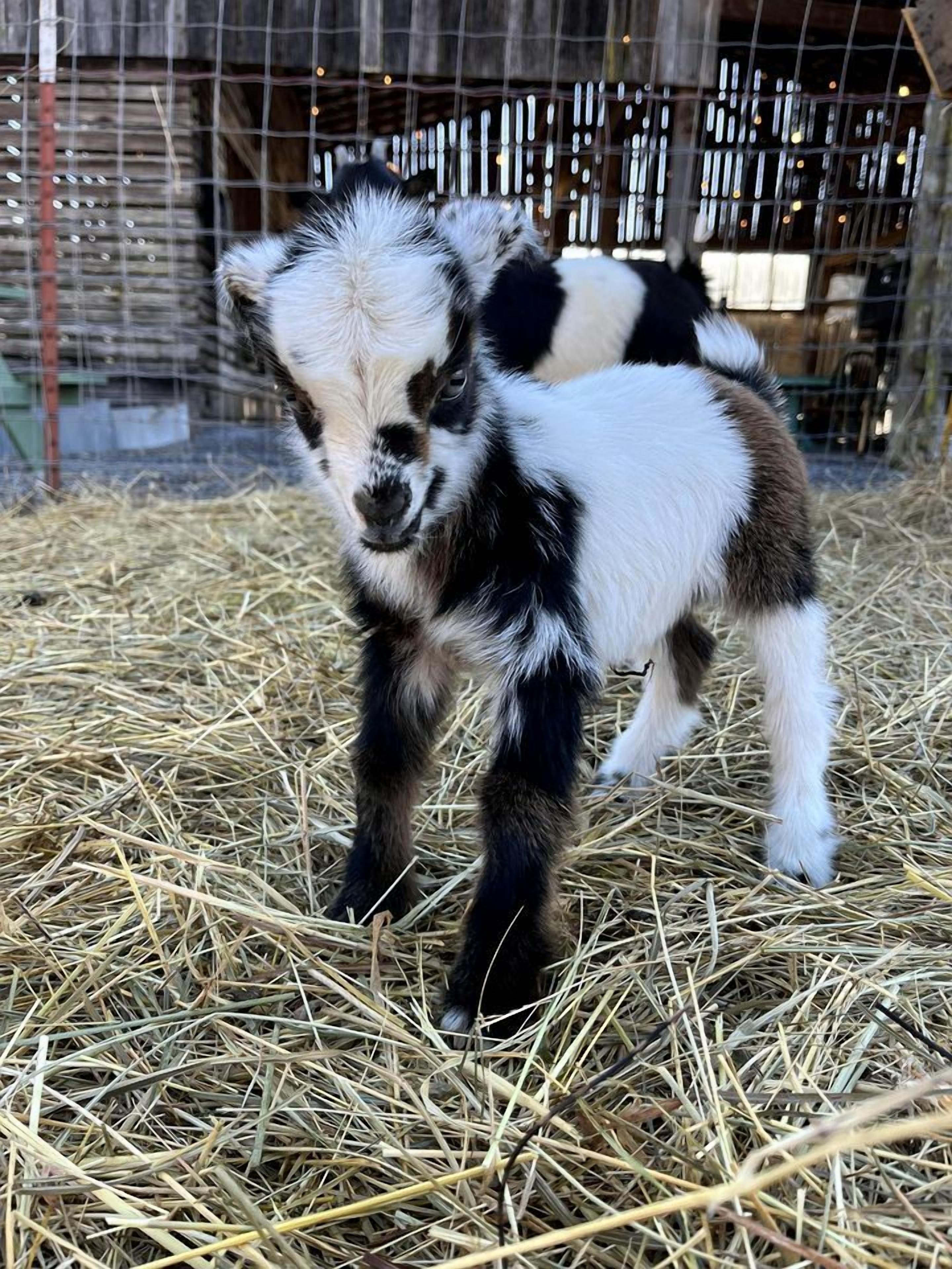 Un pequeño cabrito de pie sobre paja en un corral con cerca de alambre y una estructura de madera al fondo.