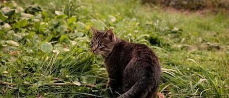 A cat sitting on grass with a pile of logs in the background.