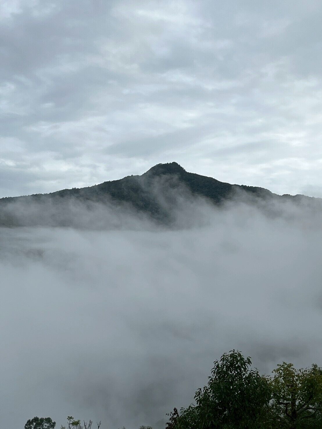 Una montaña parcialmente cubierta por niebla, con árboles en la base.