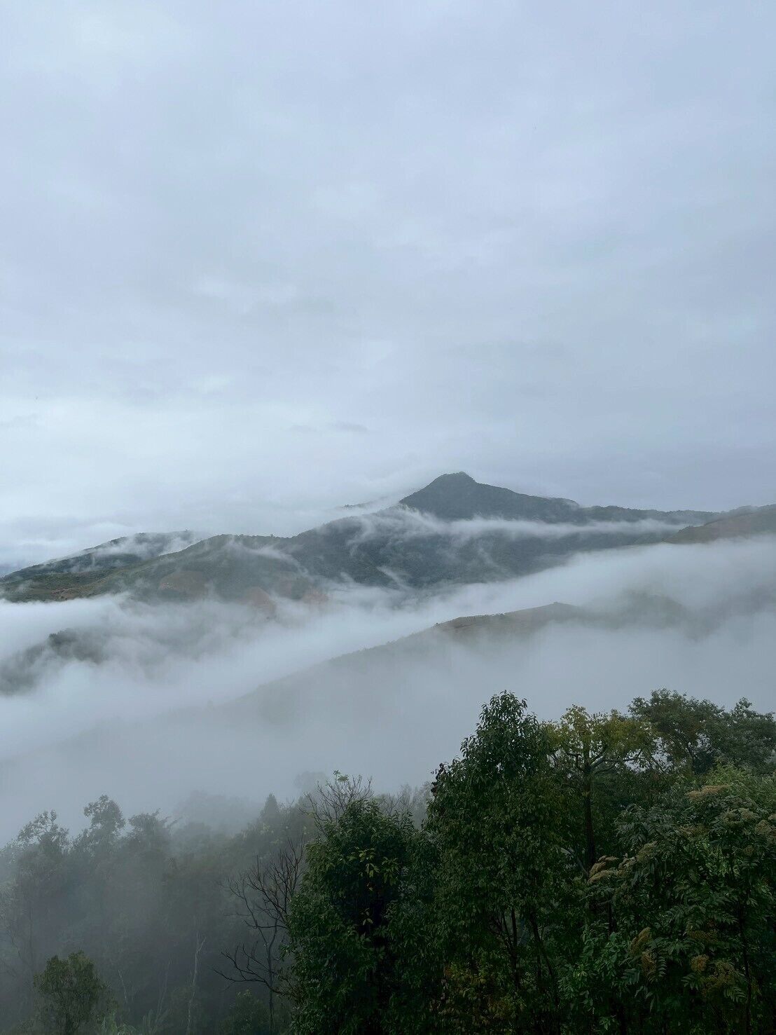 Un paysage montagneux avec une forêt au premier plan et un sommet enveloppé de brume.