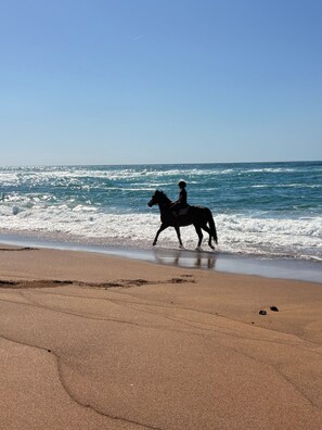 Une plage où l’on voit un cheval et son cavalier près du bord de l’eau.