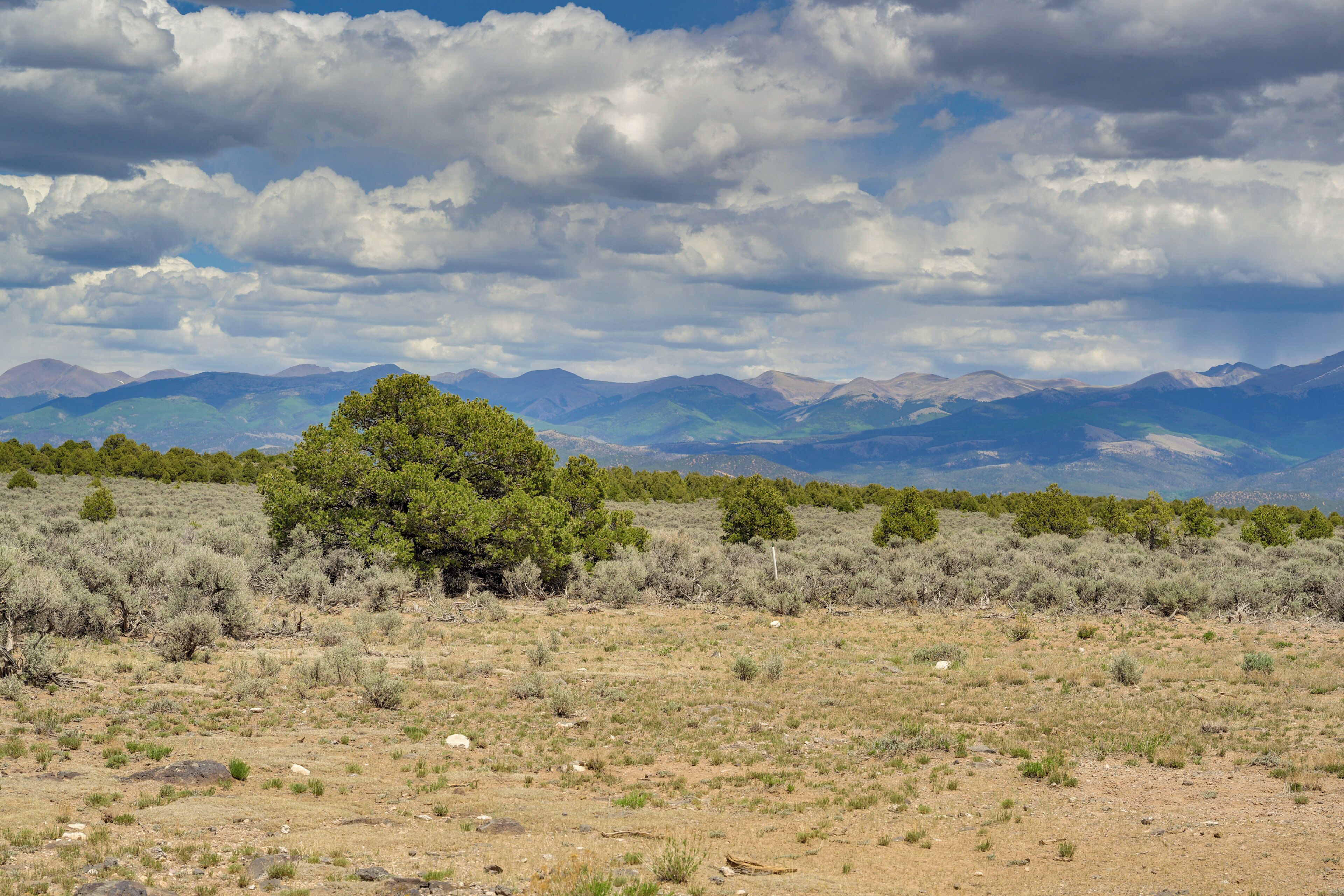 A desert landscape with sparse vegetation, a prominent tree, and distant mountains under a cloudy sky.