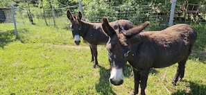 Dos burros en un área cercada con pasto.