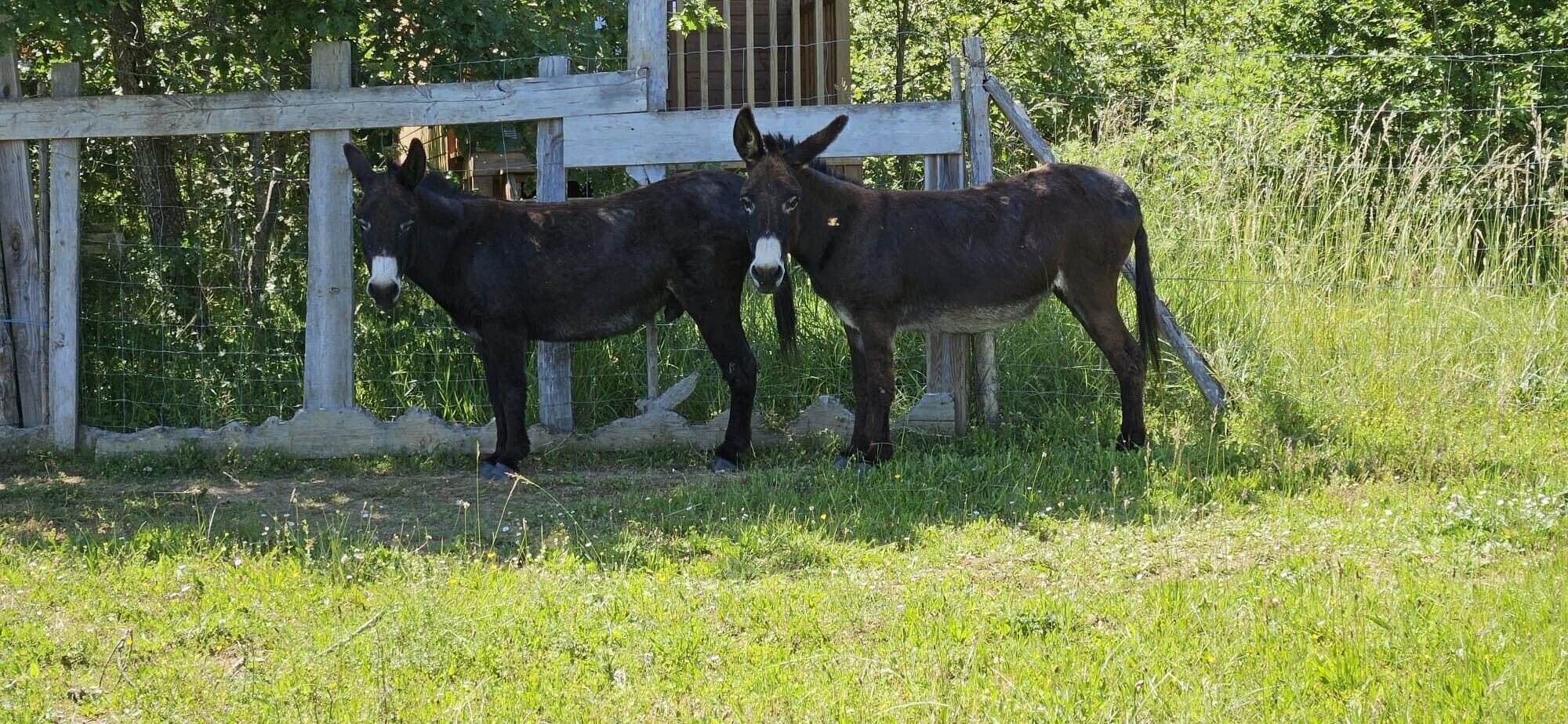 Two donkeys standing in a fenced area with a wooden structure in the background.