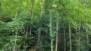 Una estructura de madera con techo de malla, rodeada por un denso bosque verde.
