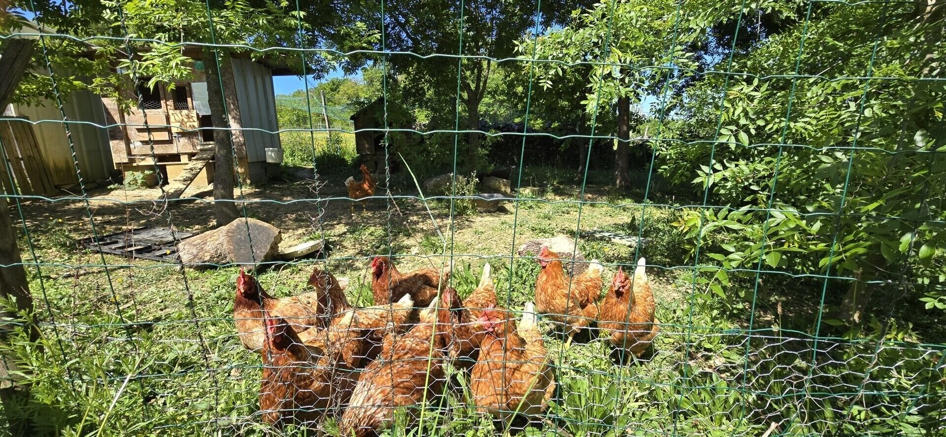 Zona exterior tancada amb gallines, una construcció de fusta i vegetació.
