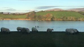 Un lac où l’on voit des moutons paître sur la rive et, au loin, une personne qui rame dans un bateau.