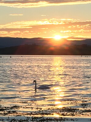 Un coucher de soleil sur une étendue d’eau, avec un cygne.
