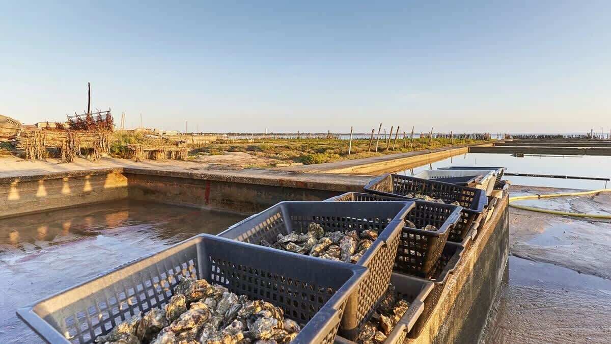 Outdoor crates filled with oysters on a dock.