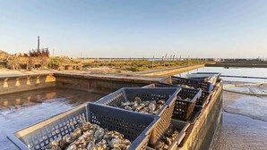 Una zona costera con una estructura de concreto, posiblemente un muelle o embarcadero, y varias cajas de plástico negro llenas de ostras.