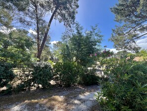 Ein Garten mit verschiedenen Bäumen und Sträuchern, einem Kiesweg und einem wolkenlosen, blauen Himmel.