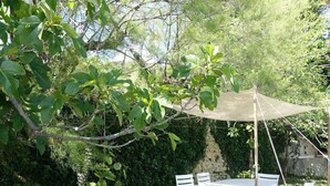 Un patio exterior con mesa y sillas, rodeado de follaje y una pérgola.