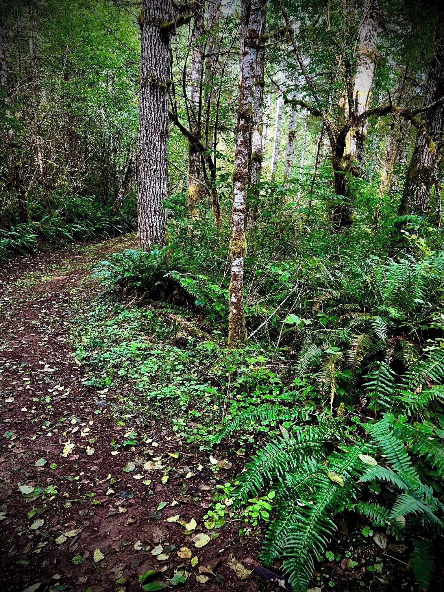A forest with dense foliage and a dirt path.