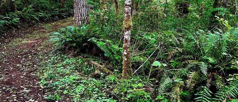 A forest with dense foliage and a dirt path.