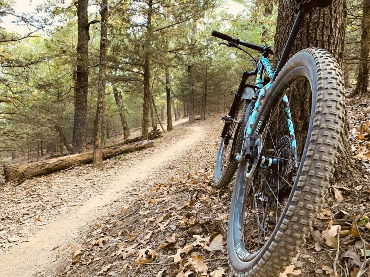 Een mountainbike staat tegen een boom aan op een bospad.