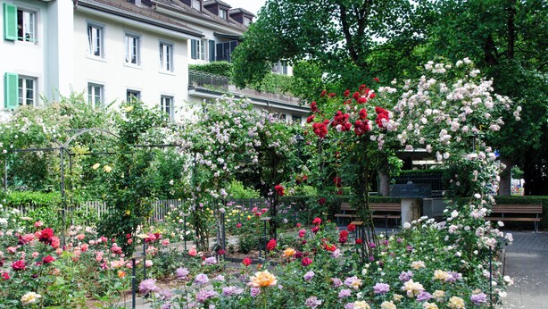 A garden with various flowering plants and a building in the background.