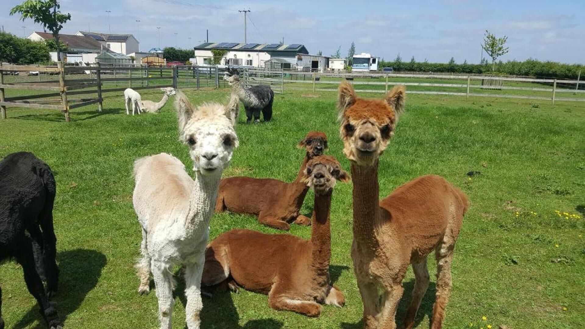 Eine grüne Rasenfläche mit Alpakas und Lamas.