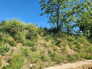 Eine natürliche Landschaft mit einem Feldweg, grüner Vegetation und einem Baum.