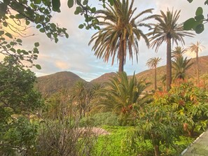 Eine Landschaft mit Palmen und viel Grün, ein Berg im Hintergrund und ein klarer Himmel.