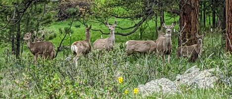 A group of deer in a natural setting with trees and grass.