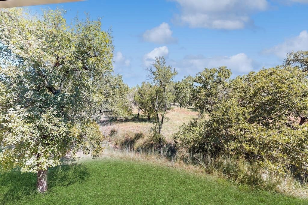 A natural landscape with trees and grass.