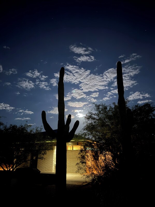 A desert landscape at night with tall cacti silhouetted against a starry sky.