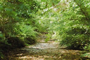 Un sendero boscoso con abundante vegetación y un camino natural sin pavimentar.