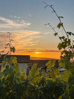 Un vignoble avec un coucher de soleil en arrière-plan.