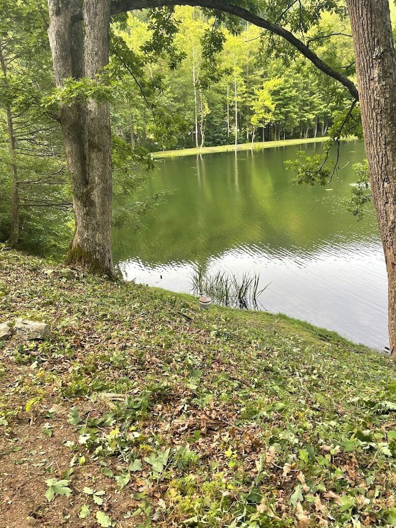 A serene lakeside view with trees and a grassy area.