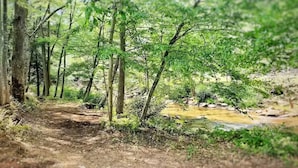 Une zone boisée avec un sentier de terre qui mène à un petit ruisseau.
