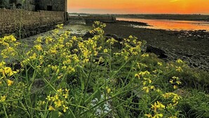 A historic stone tower, a body of water, and yellow flowers in the foreground. - Attractive 3-bedroom house in scenic Oranmore for your getaway (Oranmore)