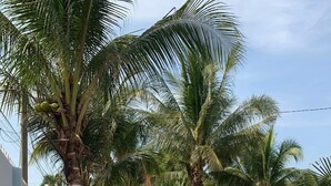 A sandy outdoor area with palm trees and a white wall. - 3-bedroom house in welcoming Thanh Dien with AC comfort (Thanh Dien)