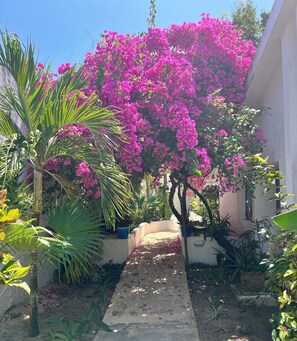 A pathway leading through a garden with bougainvillea and palm plants. - Dazzling Beachfront Villa, Pool, 3 king bedrooms (Q.R.)