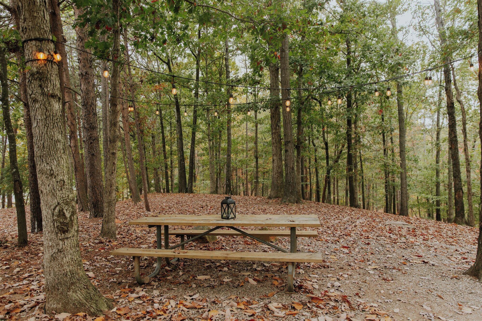 A picnic table in a forest with trees and a string of lights.